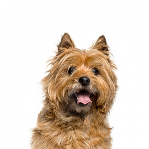 Cairn Terrier