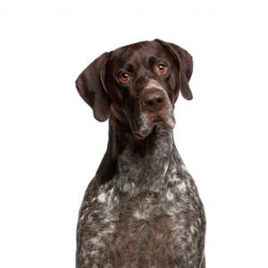 German Shorthaired Pointer