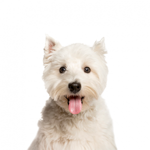 West Highland Terrier