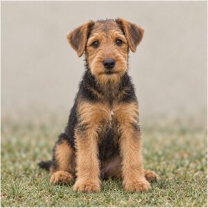 Airedale Terrier puppies breed