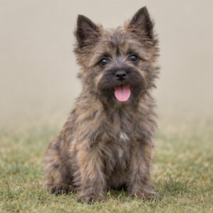 Cairne Terrier