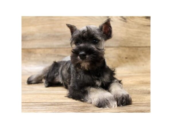 Miniature Schnauzer DOG Male Black / Silver 28 Petland Eastgate, Ohio