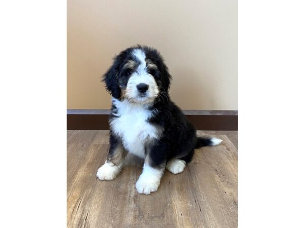 BernieDoodle DOG Female Tri Color 33 Petland Eastgate, Ohio