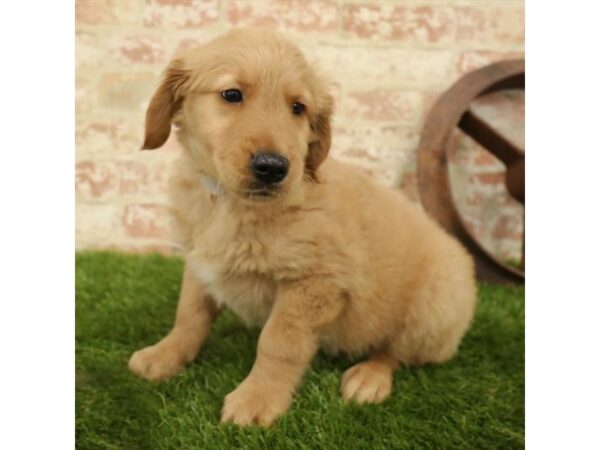 Golden Retriever DOG Male Golden 60 Petland Eastgate, Ohio