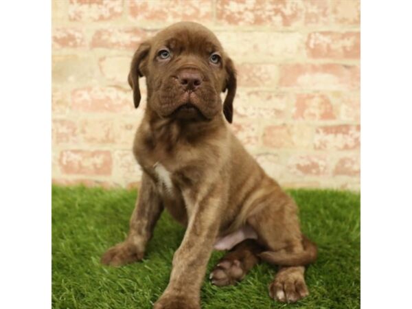 Dogue De Bordeaux/Neapolitan Mastiff-DOG-Male-Brindle-78-Petland Eastgate, Ohio