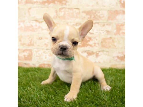 French Bulldog DOG Male Fawn 82 Petland Eastgate, Ohio