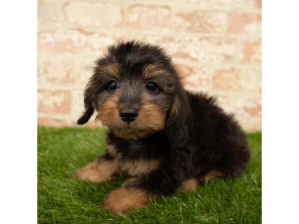 Dachshund DOG Male Black / Tan 89 Petland Eastgate, Ohio