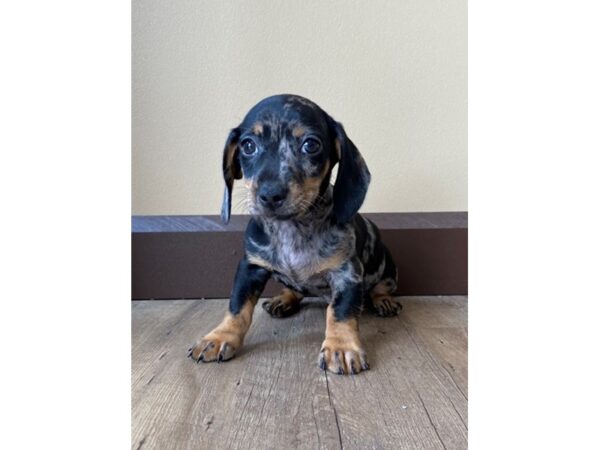 Dachshund DOG Male Black / Tan 104 Petland Eastgate, Ohio