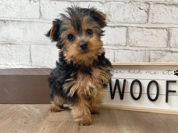 Yorkshire Terrier DOG Female Black / Tan 103 Petland Eastgate, Ohio