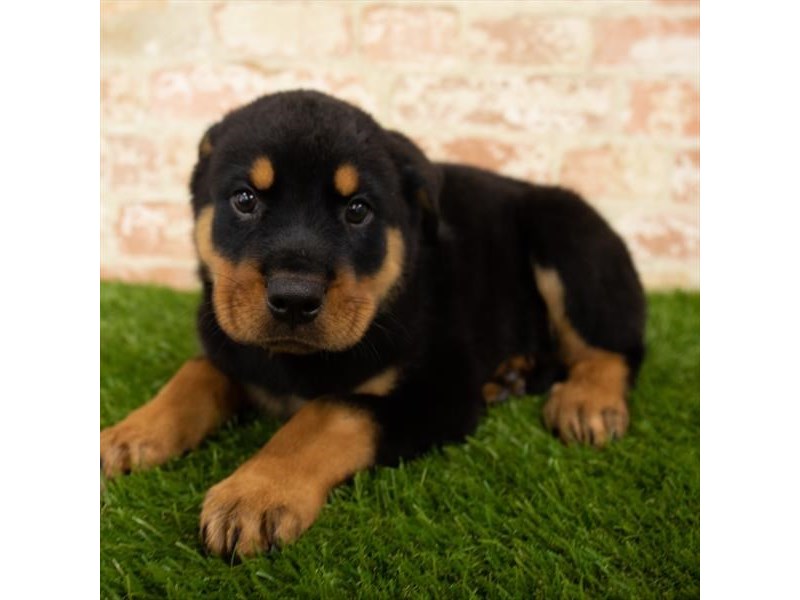 Rottweiler Puppy Black / Rust ID:136 Located at Petland Eastgate, Ohio