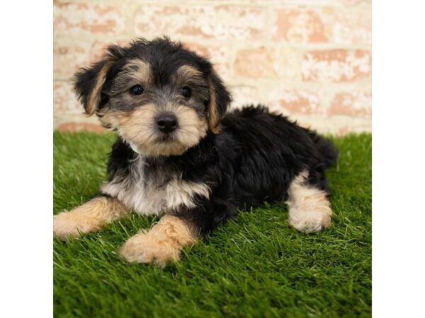 Silky Terrier/Bichon Frise DOG Male Black / Tan 134 Petland Eastgate, Ohio