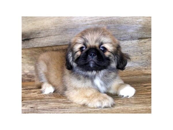 Lhasa Apso/Pekingese DOG Female Red Sable 153 Petland Eastgate, Ohio