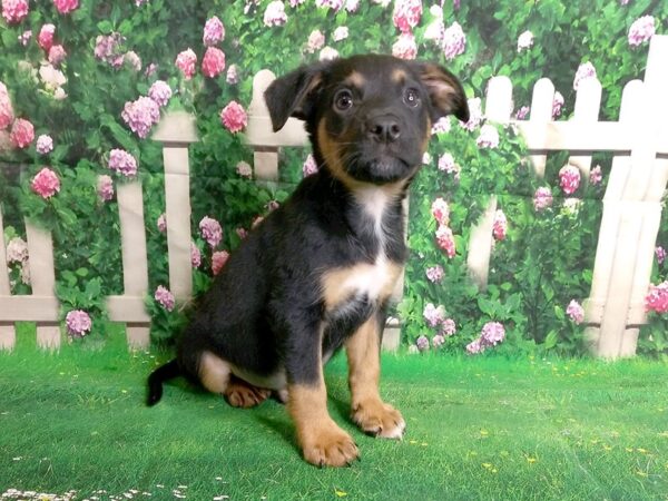 German Heeler (German Shepherd/Heeler)-DOG-Male-Black / Tan-173-Petland Eastgate, Ohio