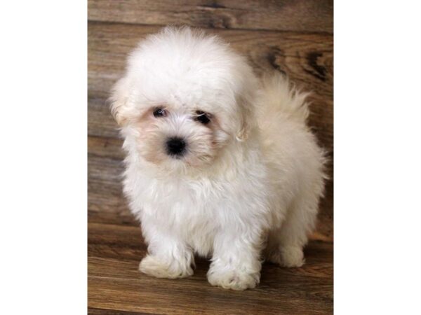 Maltese DOG Male White 190 Petland Eastgate, Ohio