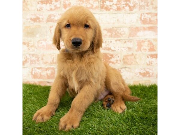 Golden Retriever DOG Male Golden 224 Petland Eastgate, Ohio