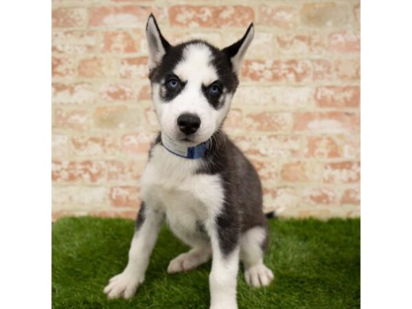 Siberian Husky DOG Male Black / White 245 Petland Eastgate, Ohio