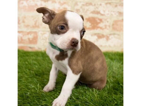 Boston Terrier DOG Male Seal / White 247 Petland Eastgate, Ohio