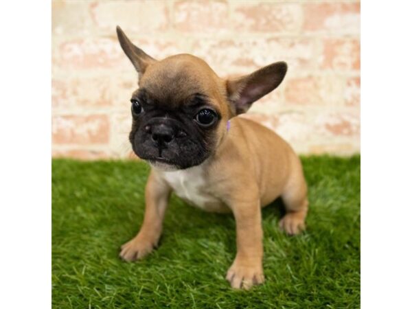 French Bulldog DOG Male Fawn 252 Petland Eastgate, Ohio