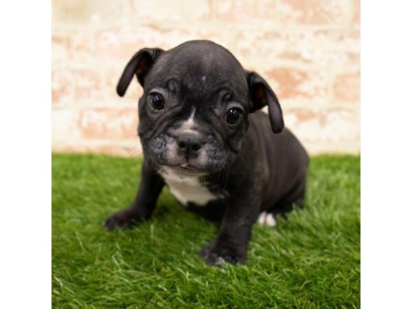 French Bulldog DOG Male Brindle 312 Petland Eastgate, Ohio