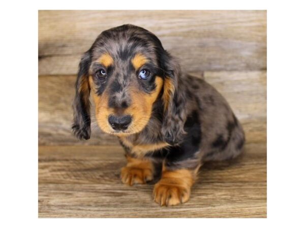 Dachshund DOG Female Black / Tan 333 Petland Eastgate, Ohio