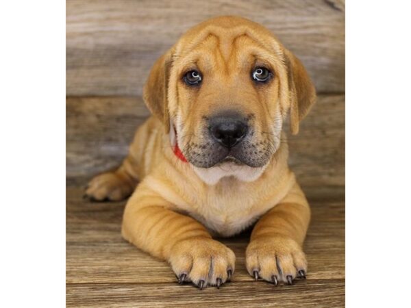 Beagle/Shar Pei-DOG-Male-Red-334-Petland Eastgate, Ohio