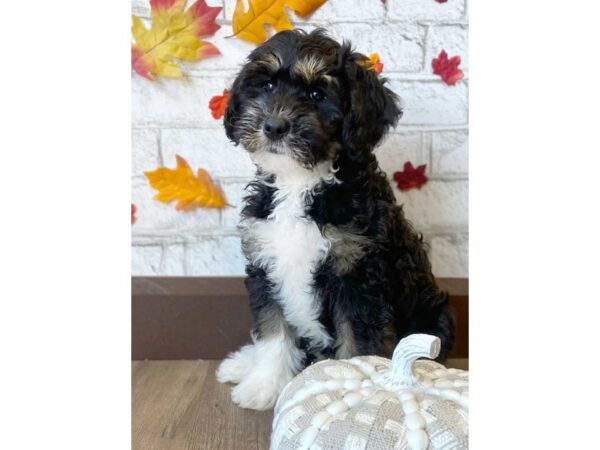 Miniature Sheepadoodle DOG Male Black White / Tan 326 Petland Eastgate, Ohio