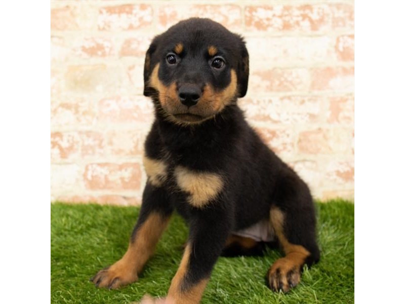Rottweiler Puppy Black / Rust ID:336 Located at Petland Eastgate, Ohio