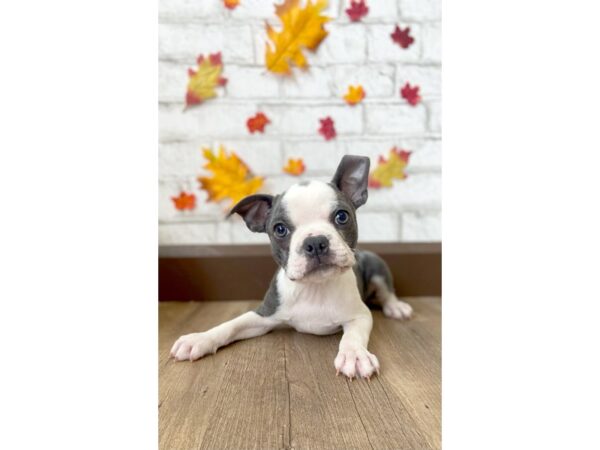 Boston Terrier DOG Female Black / White 339 Petland Eastgate, Ohio