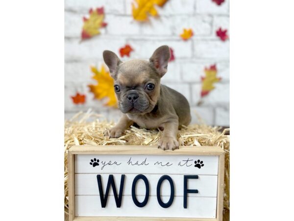 French Bulldog DOG Female Blue / Tan 347 Petland Eastgate, Ohio