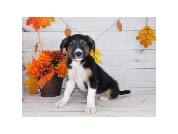 Border Collie DOG Male Black White / Tan 383 Petland Eastgate, Ohio