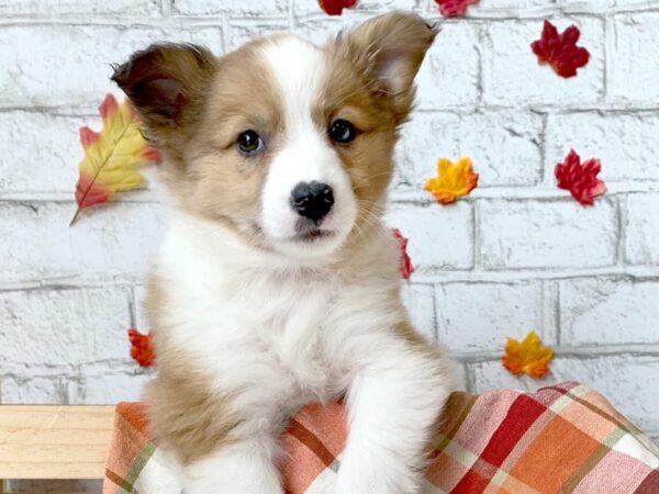 Aussie Mo-DOG-Female-Sable-372-Petland Eastgate, Ohio