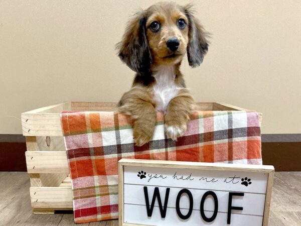Dachshund-DOG-Male-Wild Boar-420-Petland Eastgate, Ohio