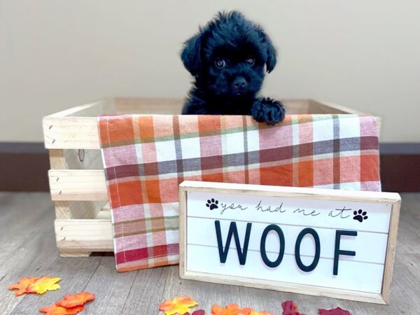 Brussels Griffon/Poodle-DOG-Male-Black-422-Petland Eastgate, Ohio