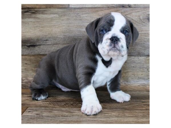 Bulldog DOG Male Blue / White 438 Petland Eastgate, Ohio