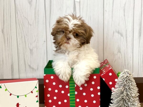 Shih Tzu DOG Female Chocolate / White 443 Petland Eastgate, Ohio