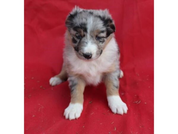 Australian Shep/Border Collie DOG Female Blue Merle 462 Petland Eastgate, Ohio