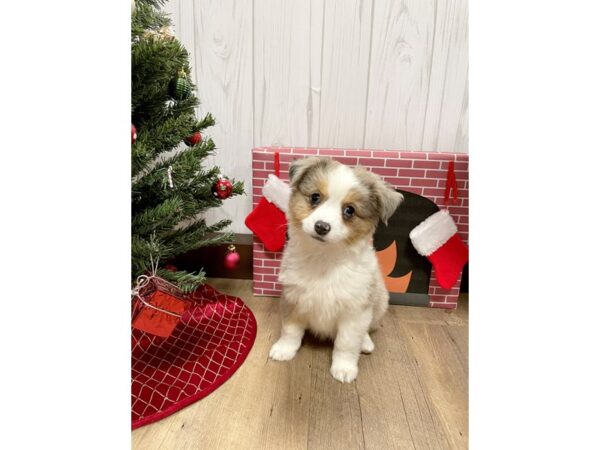 Miniature Australian Shepherd DOG Female Blue Merle 452 Petland Eastgate, Ohio