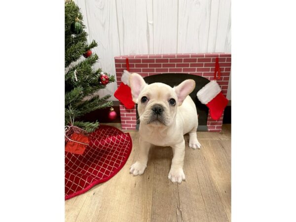 French Bulldog DOG Female Cream 455 Petland Eastgate, Ohio