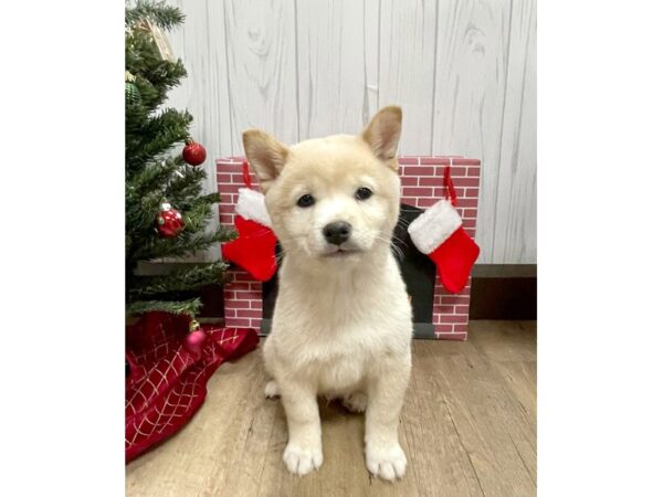 Shiba Inu DOG Male Cream 458 Petland Eastgate, Ohio