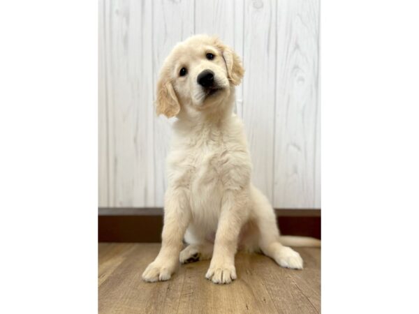 Golden Retriever DOG Female Golden 445 Petland Eastgate, Ohio