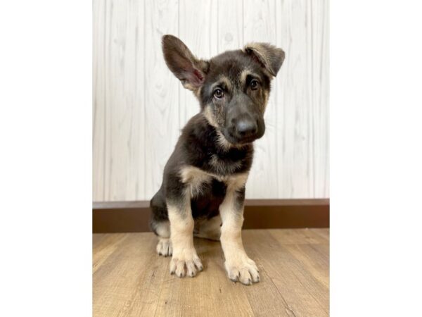 German Shepherd Dog DOG Male Black / Tan 437 Petland Eastgate, Ohio