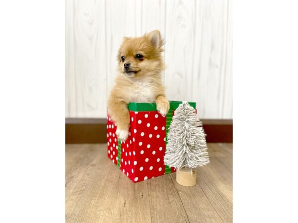 Pomchi DOG Female Red Sable 450 Petland Eastgate, Ohio