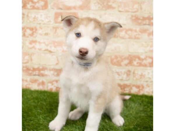 Siberian Husky DOG Female Red / White 468 Petland Eastgate, Ohio