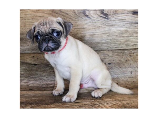 Pug DOG Male Fawn 480 Petland Eastgate, Ohio