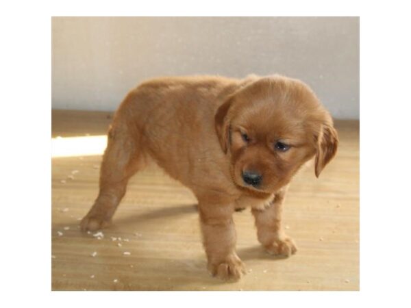Golden Retriever-DOG-Female-Golden-490-Petland Eastgate, Ohio