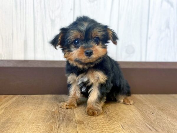 Yorkshire Terrier DOG Female Black / Tan 472 Petland Eastgate, Ohio