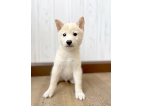 Shiba Inu DOG Male Cream 447 Petland Eastgate, Ohio