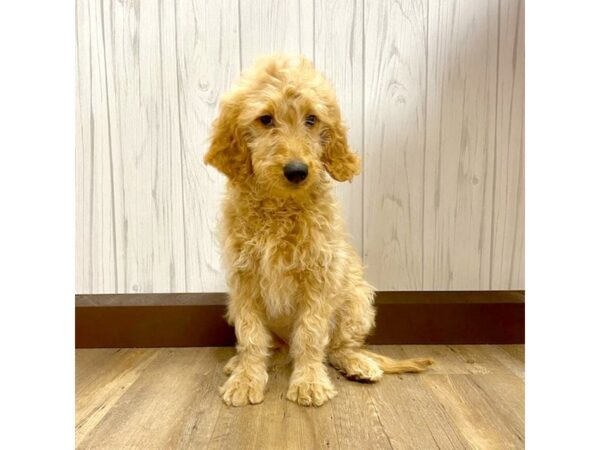 Goldendoodle DOG Female Cream 484 Petland Eastgate, Ohio