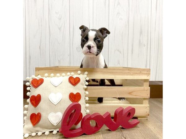 Boston Terrier DOG Female Black / White 488 Petland Eastgate, Ohio