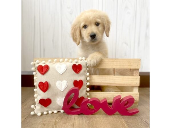 Golden Retriever-DOG-Male-Golden-510-Petland Eastgate, Ohio